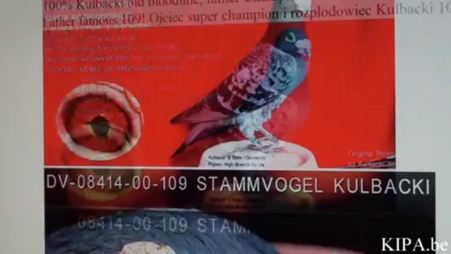 SPRZEDANA! DV-7458 Son of Ramses x Meulemans KULBACKI RACING PIGEON STUD- Hodowla Gołębi Sportowych, гулаб kukupa balandis balodis golubica 비둘기 ಡವ טויב 鳩 chol merpati tus nquab कबूतर יונה kurciya ti pijon ડવ περιστέρι pombo colombe kyyhkynen tuvi pigeon