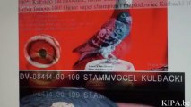 SPRZEDANA! DV-7458 Son of Ramses x Meulemans KULBACKI RACING PIGEON STUD- Hodowla Gołębi Sportowych, гулаб kukupa balandis balodis golubica 비둘기 ಡವ טויב 鳩 chol merpati tus nquab कबूतर יונה kurciya ti pijon ડવ περιστέρι pombo colombe kyyhkynen tuvi pigeon