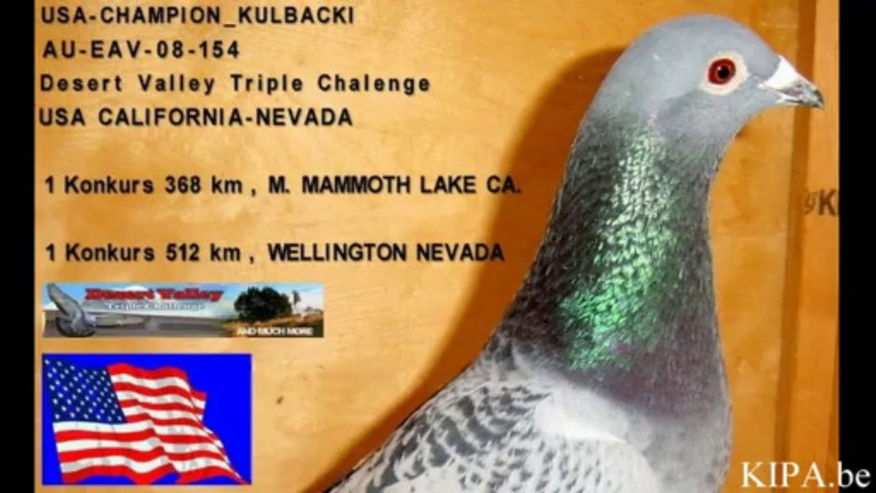 7403 Ramses, best breed pigeon in EUROPA Champion of Poland,Sweden,Ireland,Germany,USA..ijuba chim cu đấ کبوتر galamb голуб güvercin นกพิราบ పావురము புறா kalapati paloma holubica голубица голубь porumbel ਘੁੱਗੀ فاخته duif тагтаа гулаб kukupa balandis