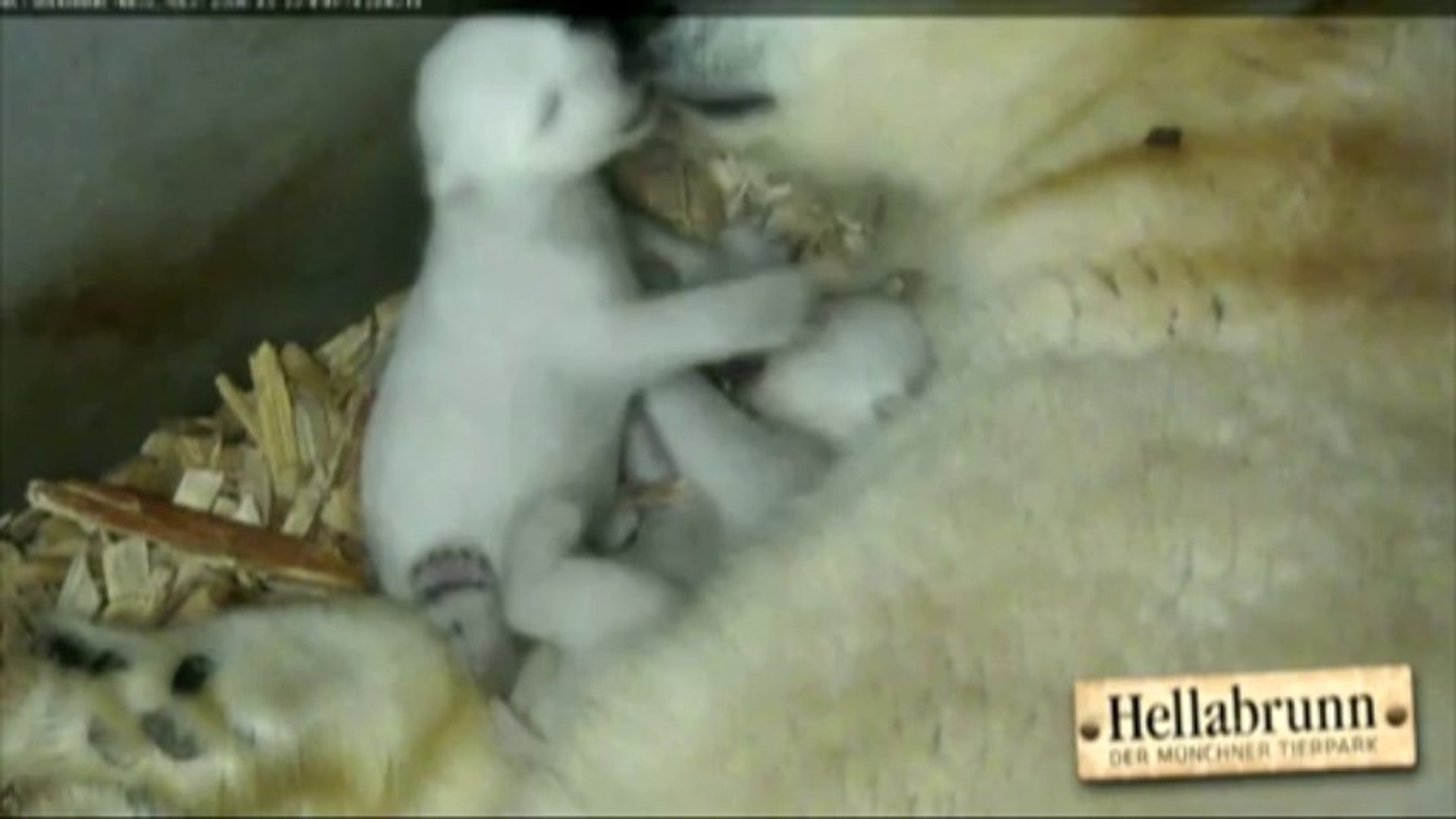 Des Images Uniques De Deux Bebes Ours Blancs Video Dailymotion