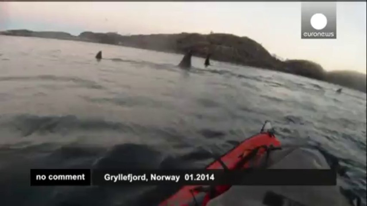 Norvège : un homme en kayak se retrouve nez à nez avec une baleine à bosse