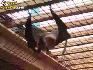 Dünya’nın En Büyük Yarasası