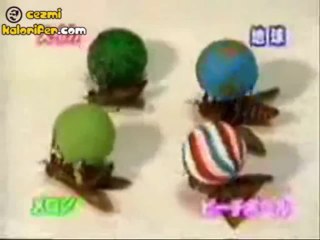 Japonların Eğitilmiş Sinekleri