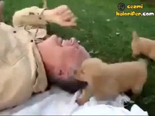 Köpek Sürüsünün Vahşi Saldırısı :)