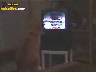 Boks Maçında Kendinden Geçen Kedi