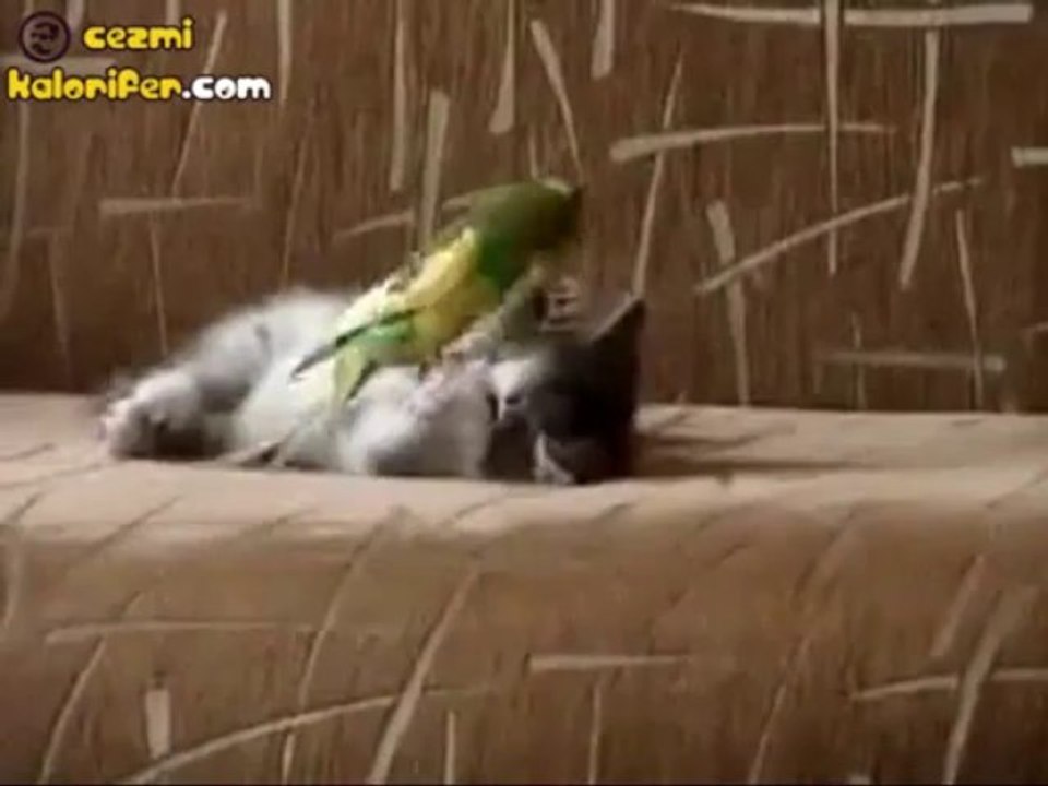 Kuş ve Kedinin Oyunu