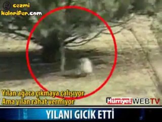 Gerçek Bugs Bunny Yılanla Dalga Geçiyor