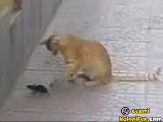 İşte Gerçek Tom Ve Jerry