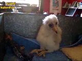 Yavru Baykuş Bakın Nasıl Dans Ediyor