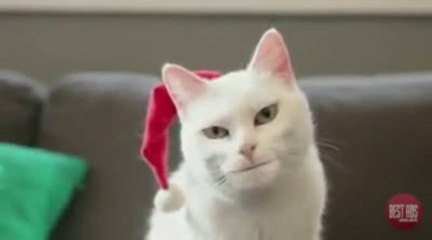 Kerstfilmpje van het jaar