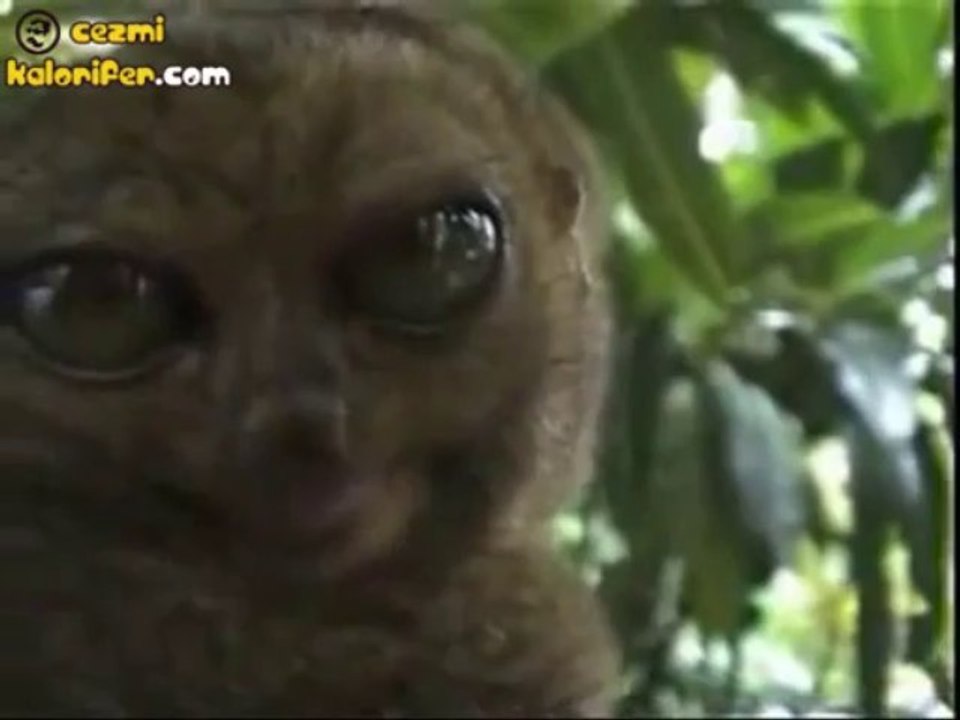 Korkmayın O Bir Lemur:)