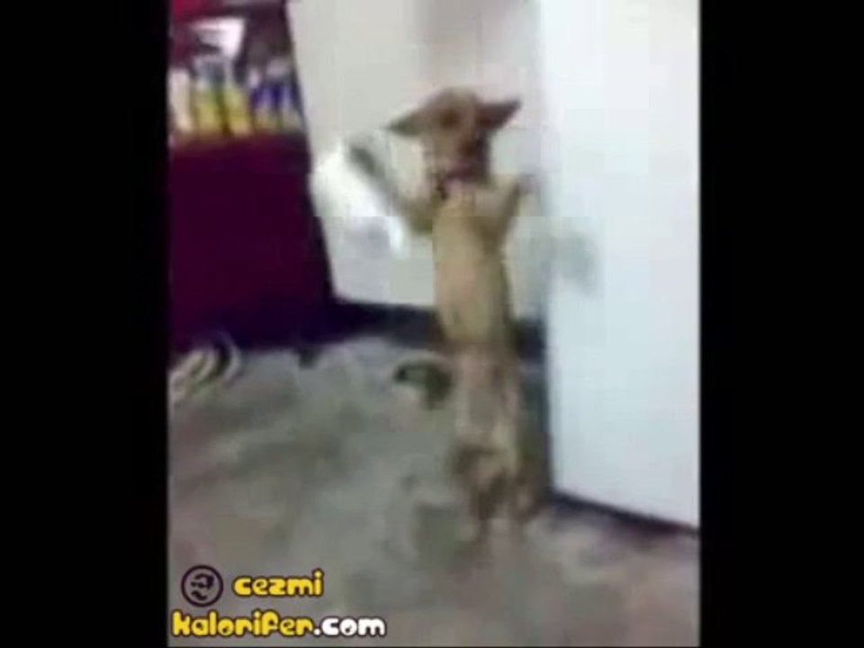 İt halayı :)