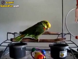 Bebek Ağlama Takliti Yapan Papağan
