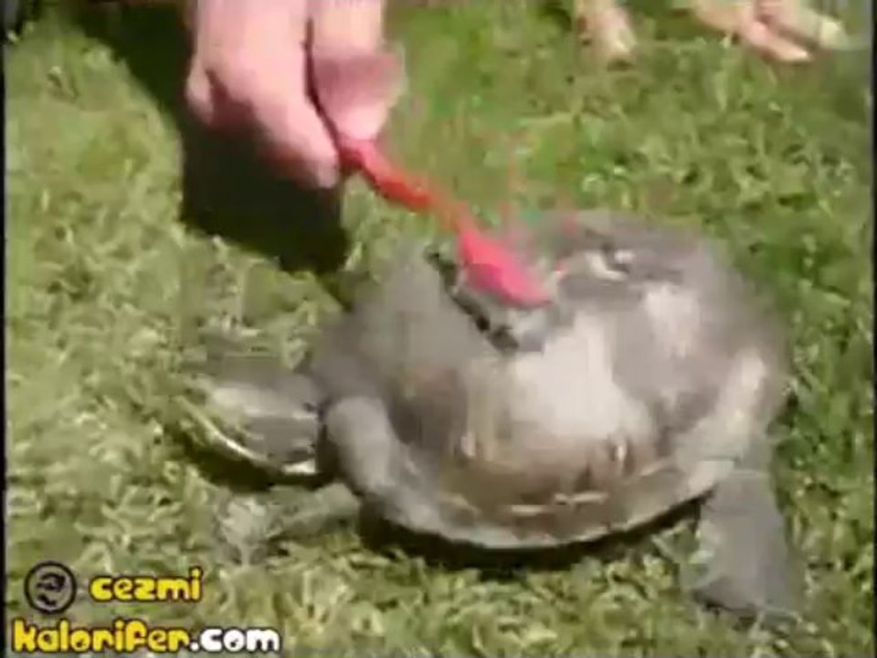 Saticfaction Kaplumbağa