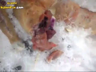 Rusya'da Bulunan Uzaylı