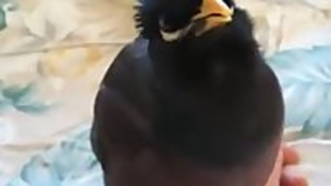 Amazing Myna bird sounds just like a human.