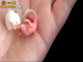 Bir Kuşun Yumurtadan Çıkış Anı