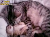 Rüya Gören Yavru Kedi ve Ona Sarılan Annesi