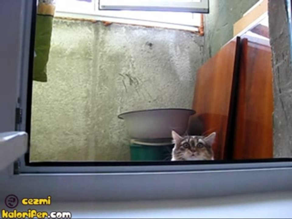 Sapık Kedi