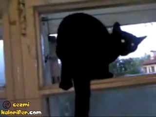 Havlayan Kedi Farkedilince Miyavlamaya Başladı