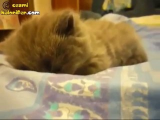 Bir Anda Uykusu Gelen Kedi Canını Senin :)
