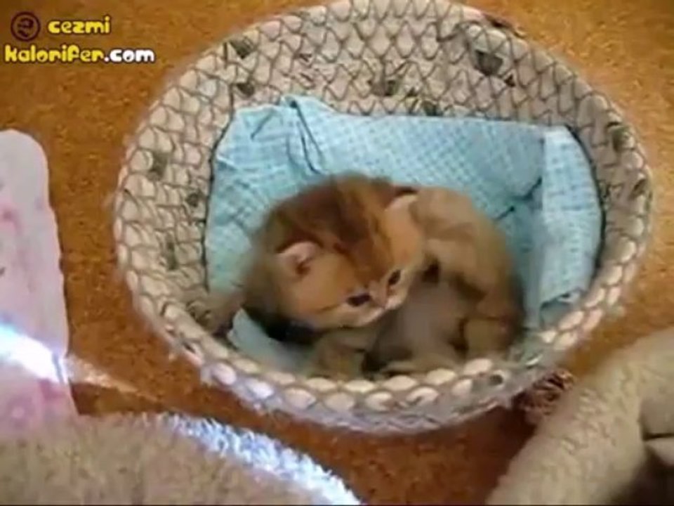 Şirin Kedi Canını Senin :)