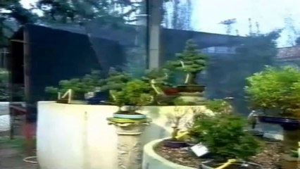 como crear y cuidar un bonsai parte 1(360p_DASH_H.264-AAC)