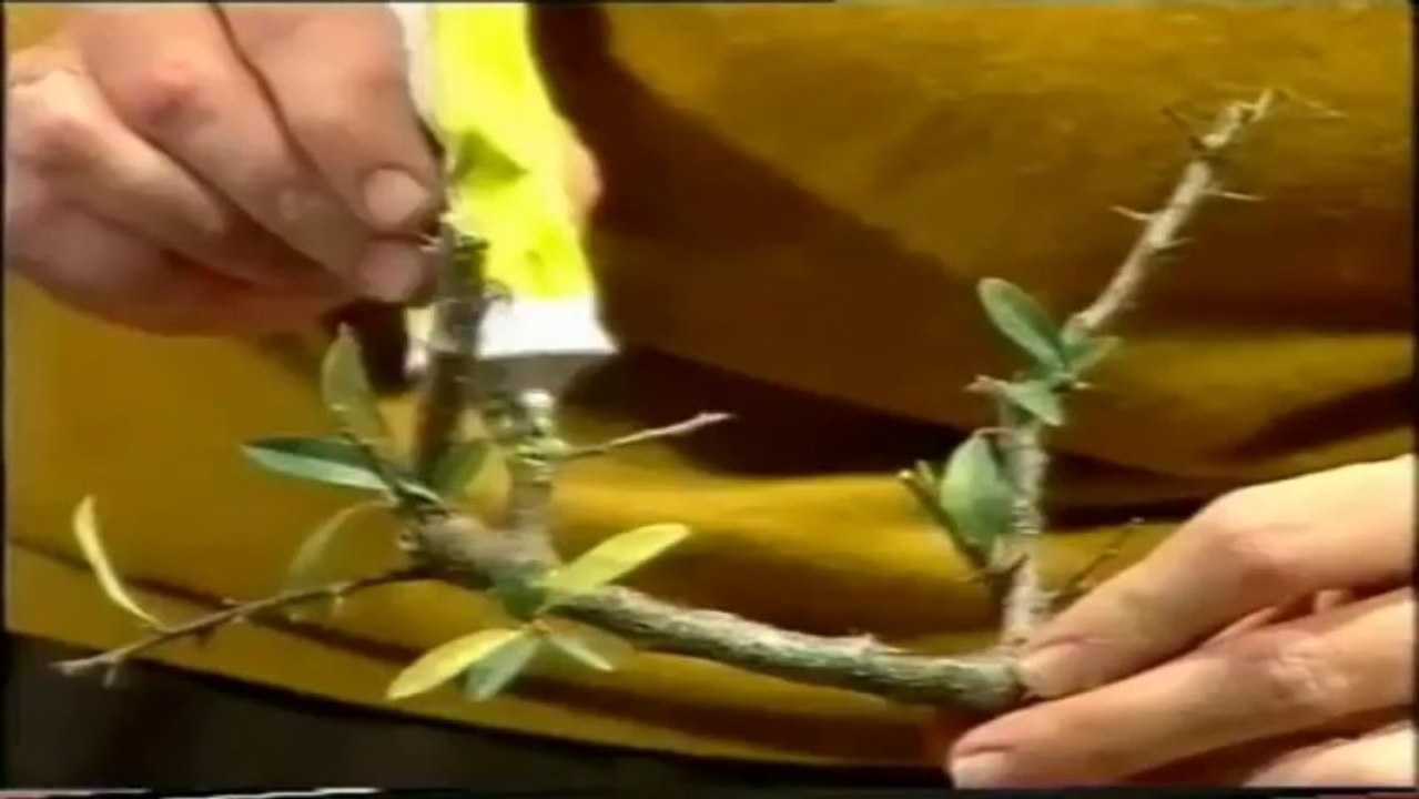 como crear y cuidar un bonsai parte 2(360p_DASH_H.264-AAC)