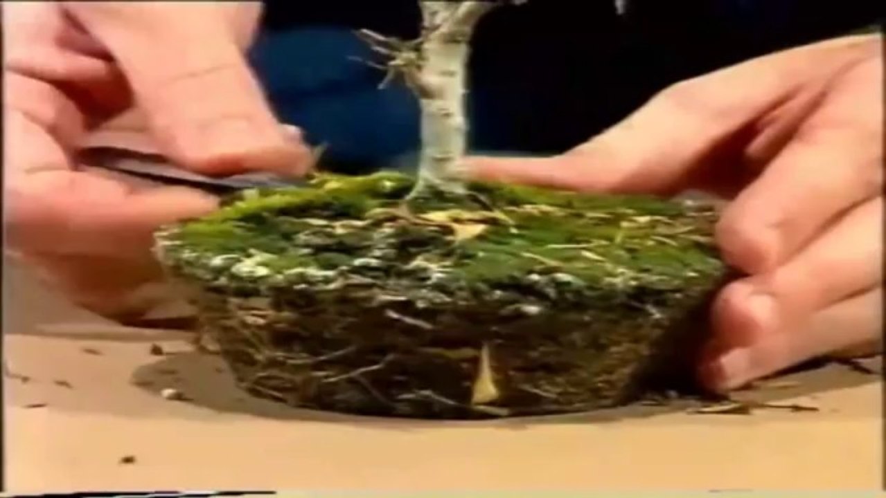 como crear y cuidar un bonsai parte 3(360p_DASH_H.264-AAC)