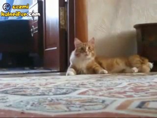 Kalkarken Bi Acayip Olan Kedi (İp Yok)