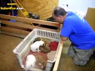 Ninni İsteyen Köpekler