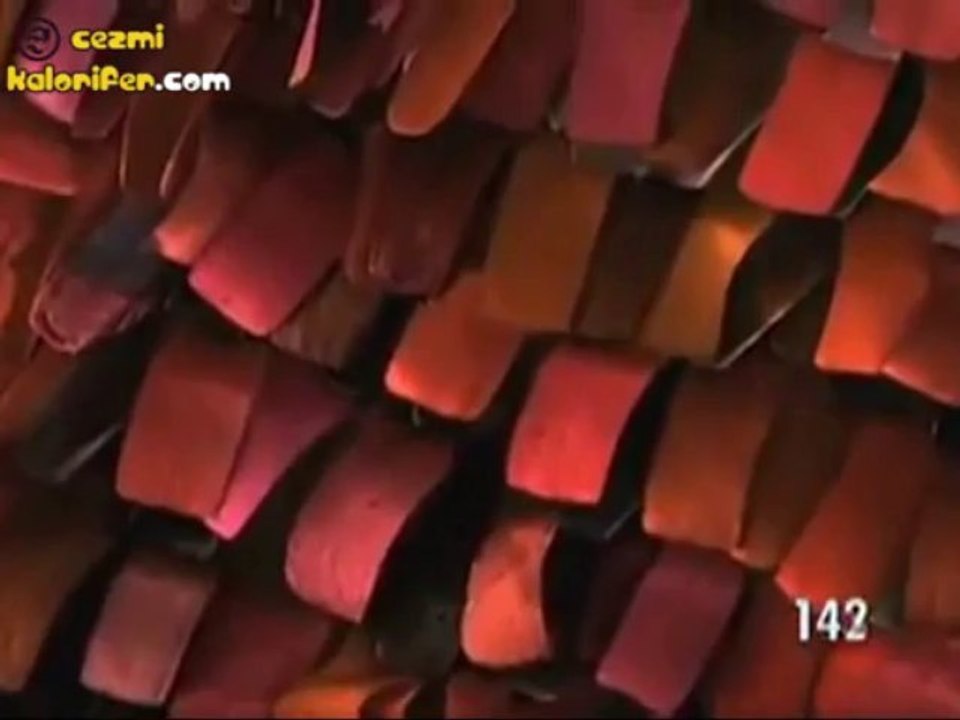 Kelebeğin Kanadına Binlerce Zoom Yapılırsa