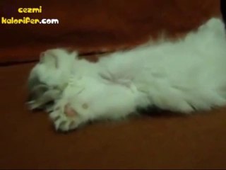 Patileri Dikerek Uyuyan Kedi