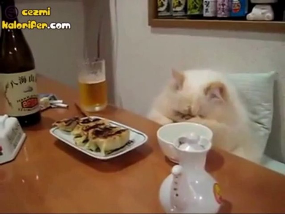 Sofraya Oturan Kedi