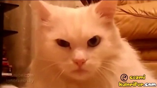 Kadir İnanır’ın Kedisi : Kedir İnanır