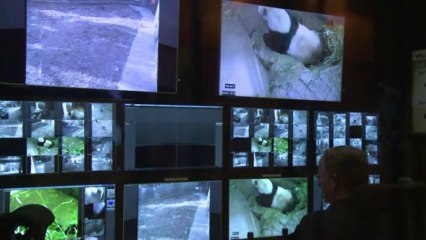 Panda cub Bao Bao prepares for first big showing in DC