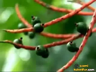 Dünyanın En Garip Bitkileri