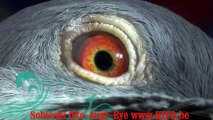 auge_eye_oko_sobieski oko super rozplodowca Sobieskiego Kulbacki tauben golebie paloma