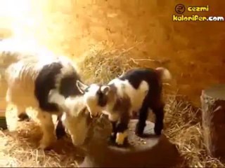 Hoppidi Hoppidi Oynayan Keçi Canını Senin