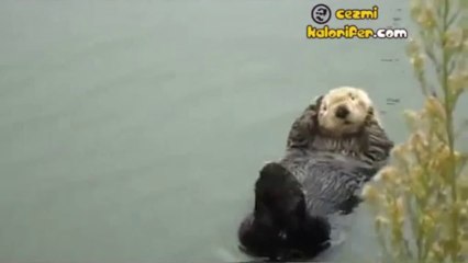 Keyif Yapan Su Samuru