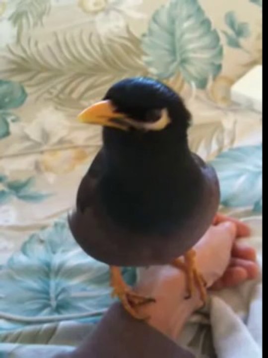 Conversation avec un oiseau