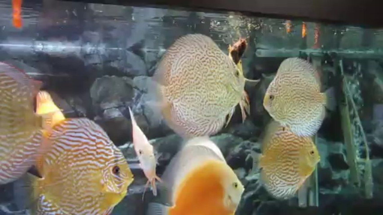 discus piranha melezleri