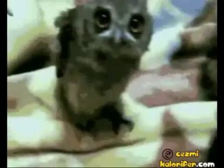 Kurtlar Vadisi - Baykuş