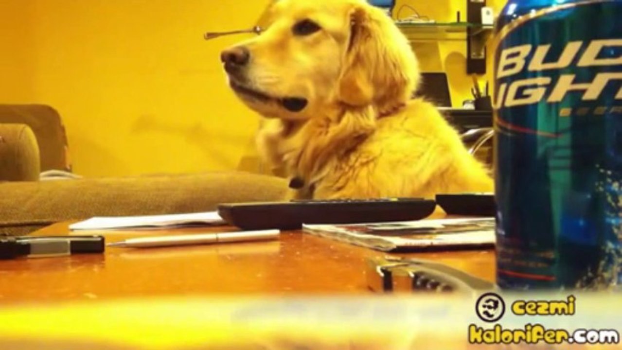 Gitar Aşığı Golden :)