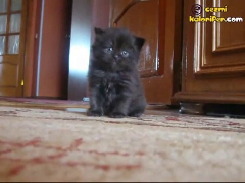 Küçük Emrah Sıfatlı Kedi Canını Senin