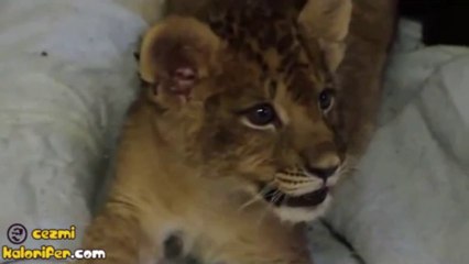 Yavru Aslandan Kükreme Provaları