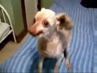 Dublajlı Çatlak Köpek