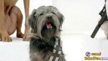 Köpeklerden Meşhur Star Wars Şarkısı (Imperial March)