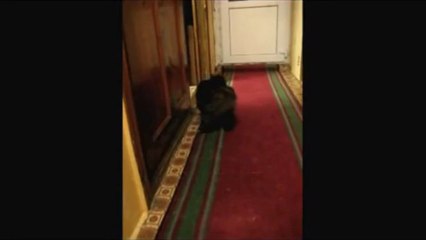 Arıza Kedi ve Merdiven