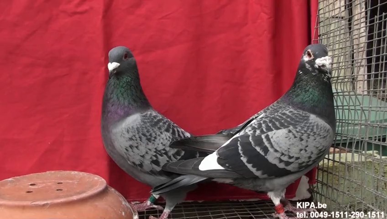 sobieski ramses kulbacki tus nquab कबूतर יונה kurciya ti pijon ડવ περιστέρι pombo colombe kyyhkynen tuvi pigeon taube gołąb حمامة Dove pëllumb աղավնի göyərçin uso ঘুঘু golub гълъб salampati 鴿子 kolombo racing pigeons golebie pocztowe sportowe loty barcelon